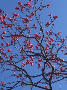 plum blossom blue sky